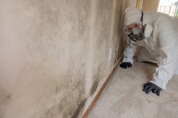 Best Residential Mold Inspection & Testing  in Indio, CA